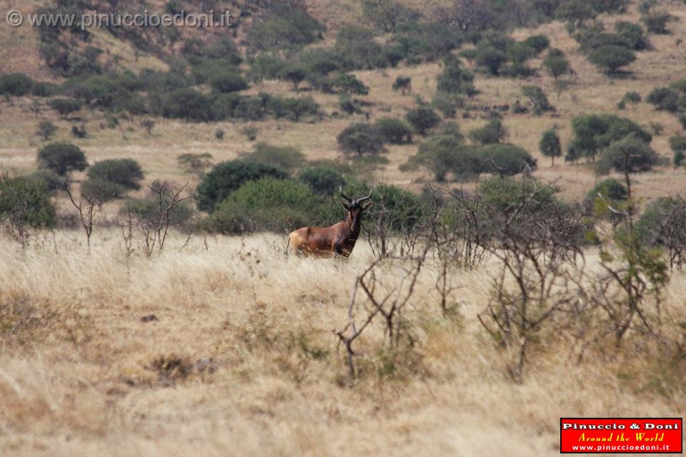 Ethiopia - Netch Sar Park - 73 - Swaynes Hartebeest.jpg